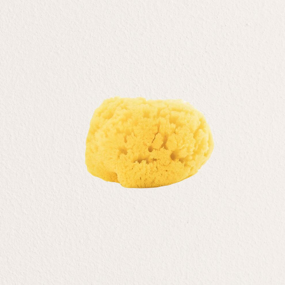 Croll & Denecke 臉部用天然海綿