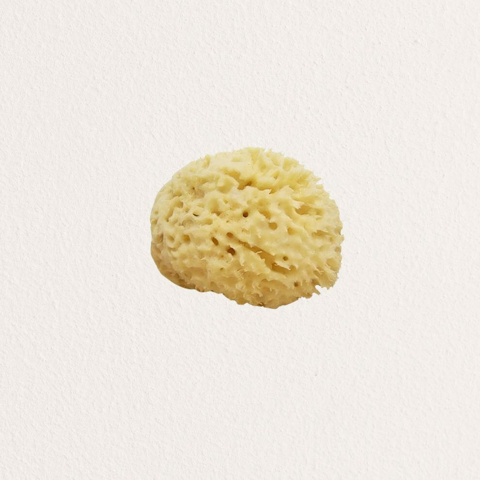 Croll & Denecke 身體用天然海綿